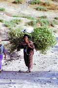So this is the way how to carry a tree. Lalibela. North, Ethiopia.