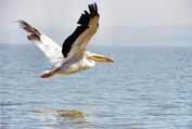 Pelican at Tana lake. North, Ethiopia.