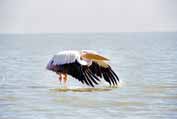 Pelican at Tana lake. North, Ethiopia.