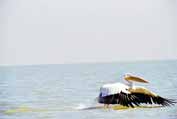 Pelican at Tana lake. North, Ethiopia.