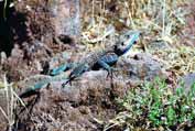 Lizard. Lalibela. North, Ethiopia.