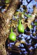 Fruit of kalabash which is used for drinks storing. North, Ethiopia.