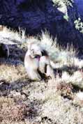Gelada baboon. Simien mountains. North, Ethiopia.