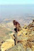 Gelada baboon. Simien mountains. North, Ethiopia.
