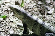 Iguana, Chichen Itza. Mexico.