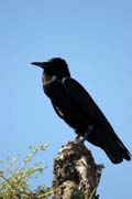 Raven. South, Ethiopia.