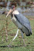Marabou stork (Leptoptilos crumeniferus), Ziway lake. South, Ethiopia.