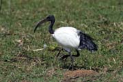 Sacred Ibis (Threskiornis aethiopicus), Ziway lake. South,  Ethiopia.