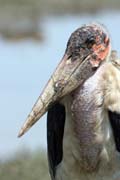 Marabou stork (Leptoptilos crumeniferus), Ziway lake. South,  Ethiopia.