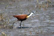 African jacana (Actophilornis africanuss), Ziway lake. South,  Ethiopia.