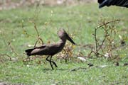 Hamerkop (Scopus umbretta), Ziway lake. South,  Ethiopia.