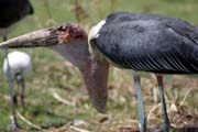 Marabou stork (Leptoptilos crumeniferus), Ziway lake. South, Ethiopia.