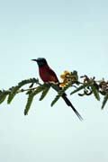 Carmine Bee-eater (Merops nubicus), Ziway lake. South,  Ethiopia.