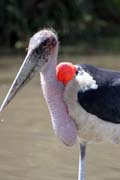 Marabou stork (Leptoptilos crumeniferus), Ziway lake. South, Ethiopia.