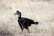 Ground Hornbill (Bucorvus ladbeateri), Ziway lake. South,  Ethiopia.