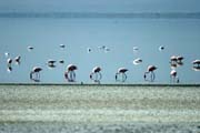 Greater Flamingos (Phoenicopterus ruber), Abiata lake. South, Ethiopia.