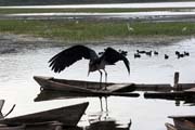 Marabou stork (Leptoptilos crumeniferus), Awasa lake. South, Ethiopia.