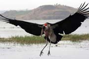 Marabou stork (Leptoptilos crumeniferus), Awasa lake. South, Ethiopia.