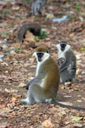 Monkey, Awasa lake. South, Ethiopia.