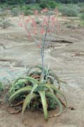 Flower, around Turmi. South, Ethiopia.