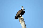 Hooded Vulture (Necrosyrtes monachus), Arba Minch area. South,  Ethiopia.