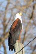 Fish Eagle (Haliaeetus vocifer), Arba Minch area. South,  Ethiopia.