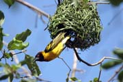 Black-headed Weaver (Ploceus melanocephalus)., Arba Minch area. South,  Ethiopia.