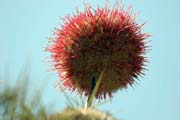 Flower. South, Ethiopia.