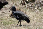 Ibis, Bale Mountain National Park. South,  Ethiopia.