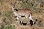 Mountain nyala. Bale Mountain National Park. Ethiopia.