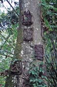 Baby graves. Tana Toraja area. Sulawesi, Indonesia.
