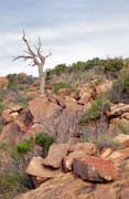 Flinders Ranges national park. Australia.