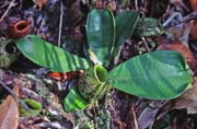 Meat eating flowers at Bako national park. Malaysia.