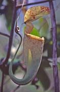Meat eating flower at Bako national park. Malaysia.