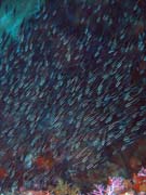 Diving around Bunaken island, Timur dive site. Sulawesi, Indonesia.