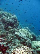 Diving around Bunaken island, Fukui dive site. Indonesia.