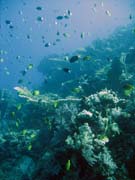 Diving around Togian islands, Kadidiri, Taipee Wall dive site. Sulawesi, Indonesia.