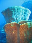Diving around Togian islands, Kadidiri, Taipee Wall dive site. Sulawesi, Indonesia.
