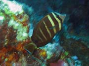 Diving around Togian islands, Kadidiri, Taipee Wall dive site. Indonesia.