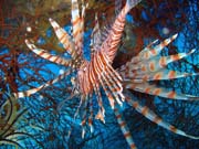 Lionfish. Diving around Biak islands, Catalina wreck dive site. Papua,  Indonesia.