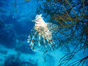 Lionfish. Diving around Biak islands, Catalina wreck dive site. Papua,  Indonesia.