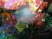 Diving around Biak islands, Owi island dive site. Indonesia.
