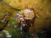 Diving around Biak islands, Owi island dive site. Papua,  Indonesia.
