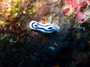 Nudibranch. Diving around Biak islands, Owi island dive site. Papua,  Indonesia.