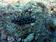 Polyclad flatworn. Diving around Biak islands, Owi island dive site. Indonesia.