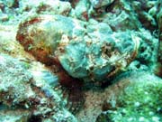 Scorpionfish, Bangka dive sites. Sulawesi, Indonesia.