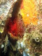 Flaming scallop (sometimes called Electrical clam shell), Lembeh dive sites. Sulawesi, Indonesia.