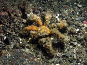 Crab, Lembeh dive sites. Sulawesi,  Indonesia.