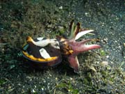 Flamboyant cuttlefish, Lembeh dive sites. Sulawesi, Indonesia.
