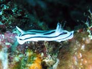 Nudibranch. Raja Ampat. Indonesia.